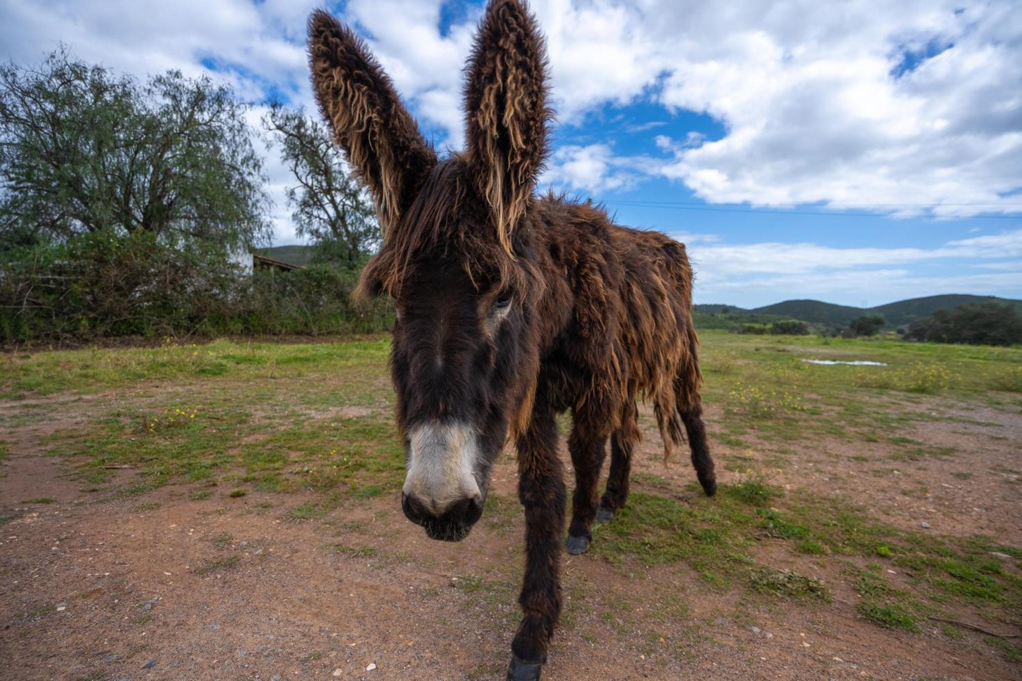 Burro Ville By Host Wise Portimão Exteriér fotografie