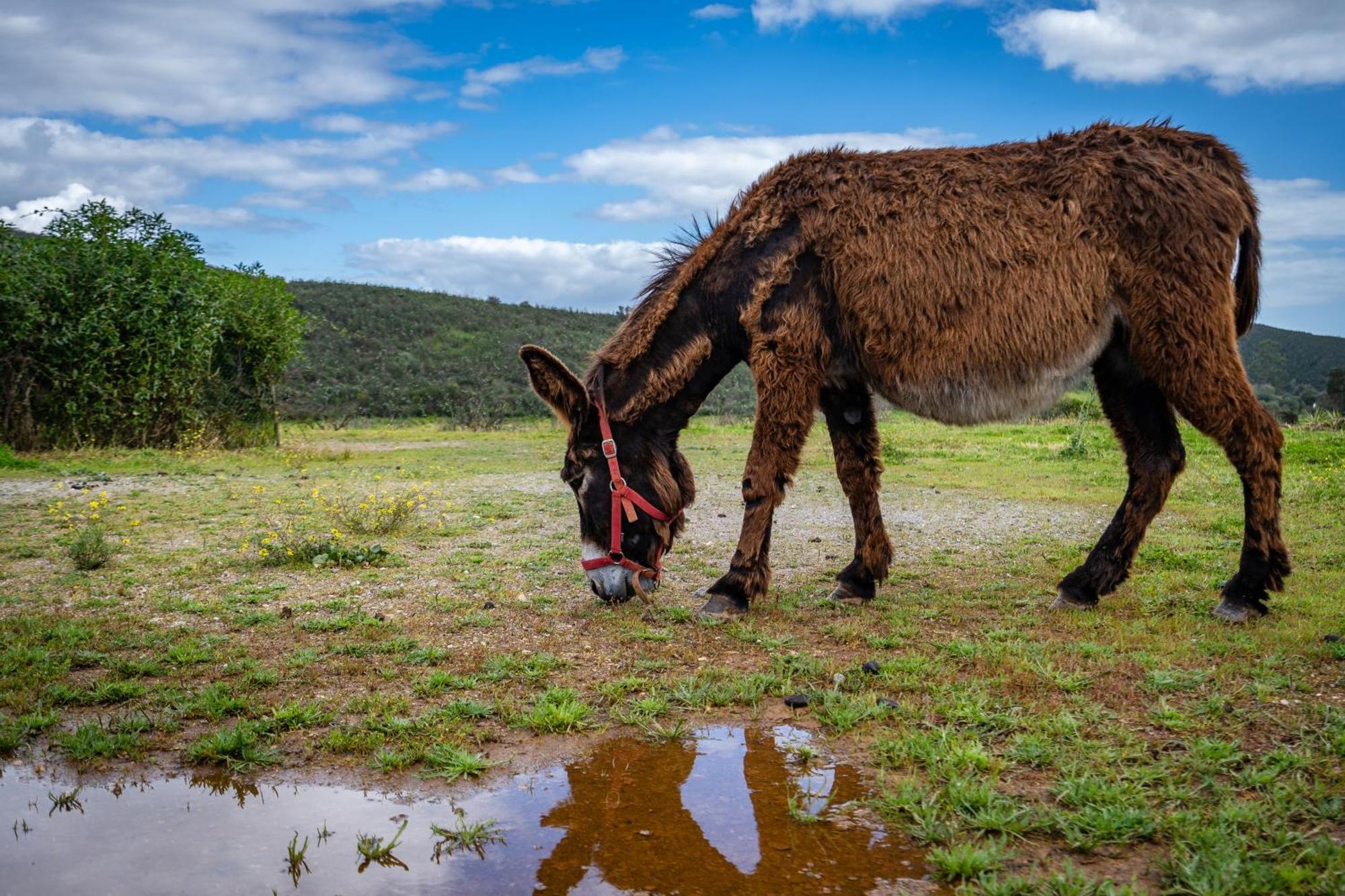 Burro Ville By Host Wise Portimão Exteriér fotografie