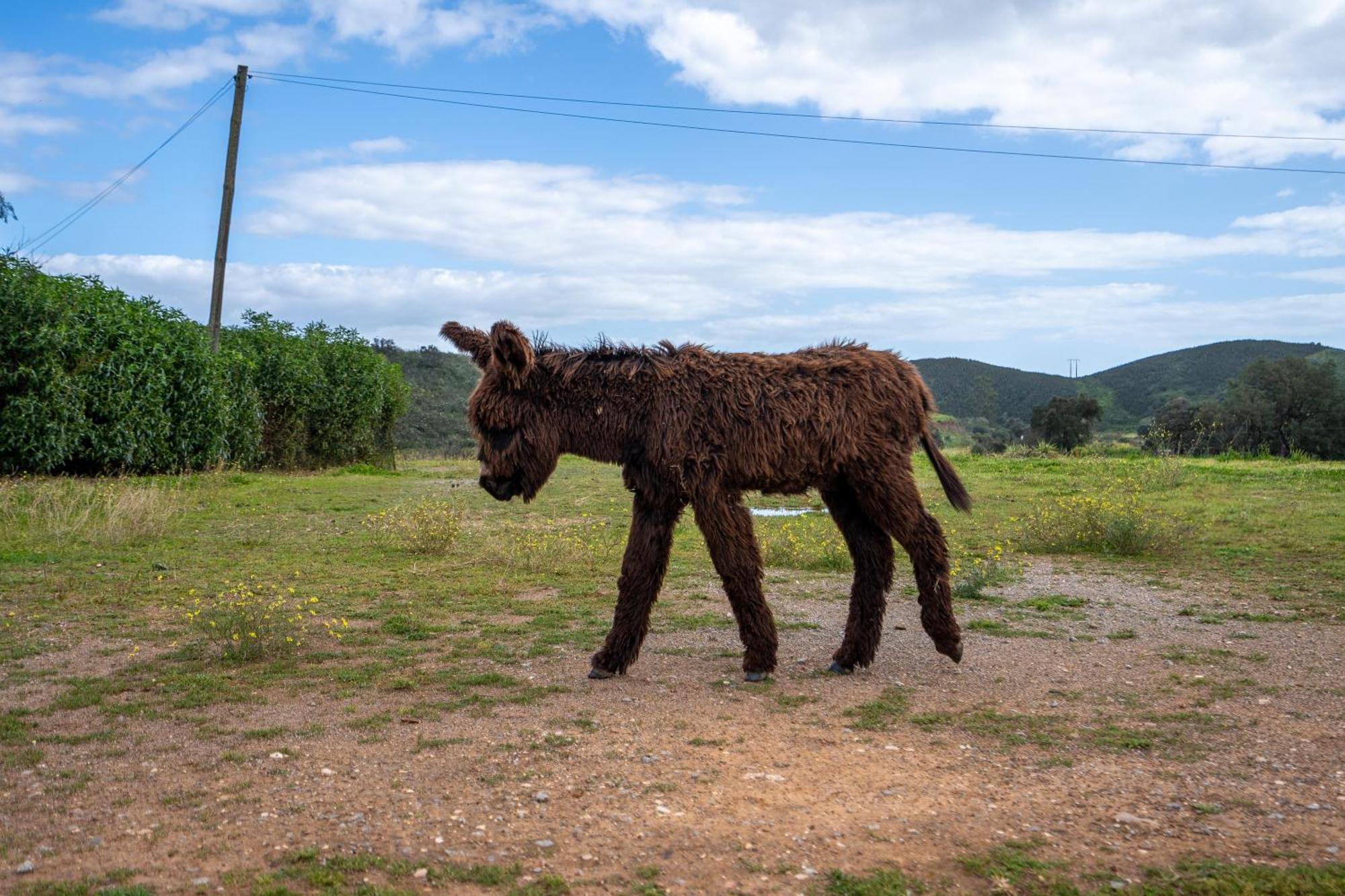 Burro Ville By Host Wise Portimão Exteriér fotografie