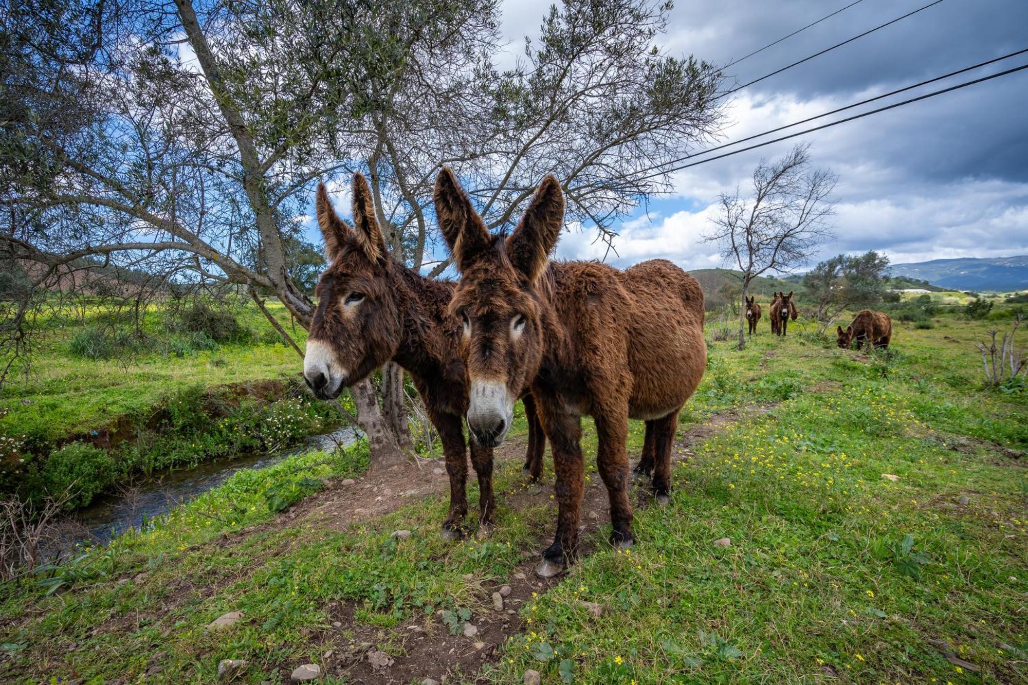Burro Ville By Host Wise Portimão Exteriér fotografie