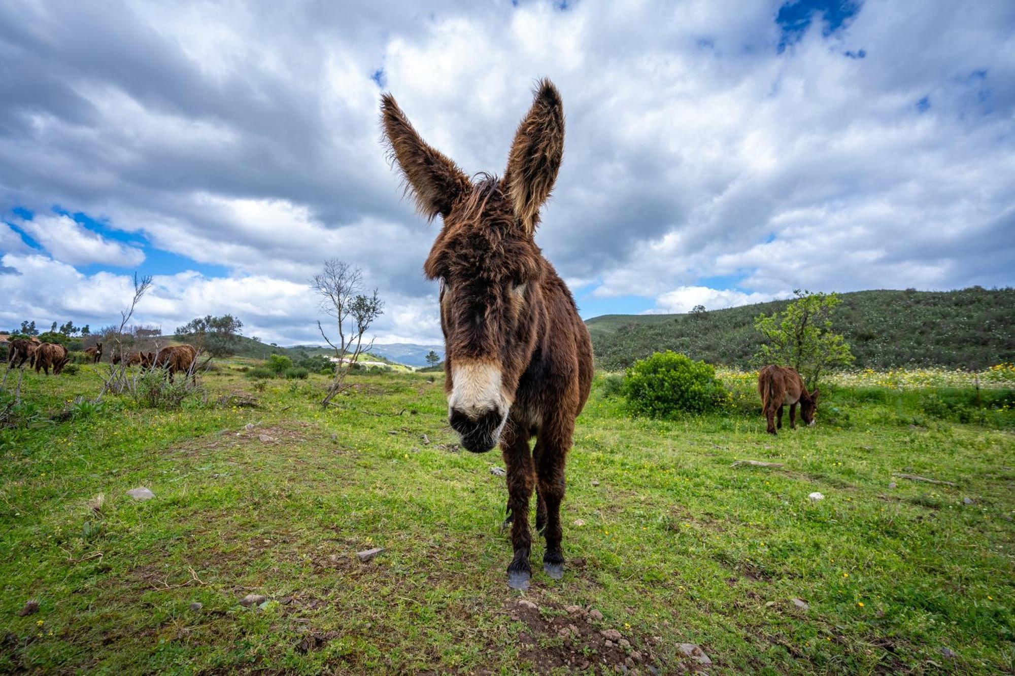 Burro Ville By Host Wise Portimão Exteriér fotografie