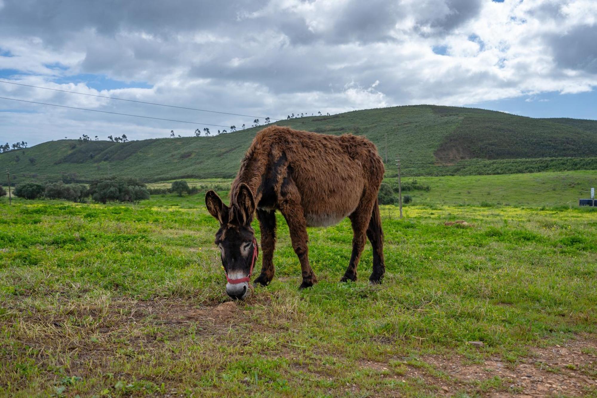 Burro Ville By Host Wise Portimão Exteriér fotografie