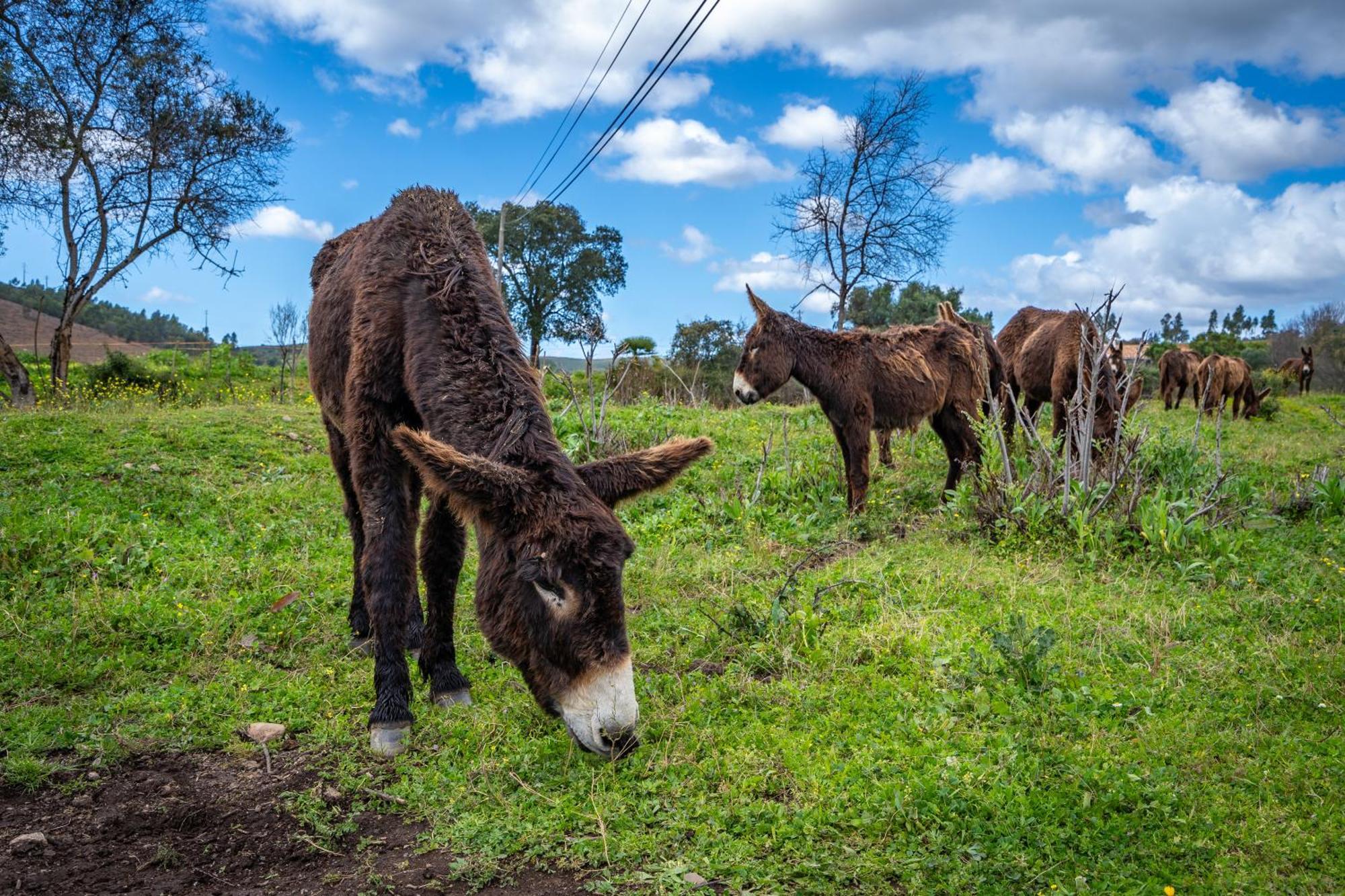 Burro Ville By Host Wise Portimão Exteriér fotografie