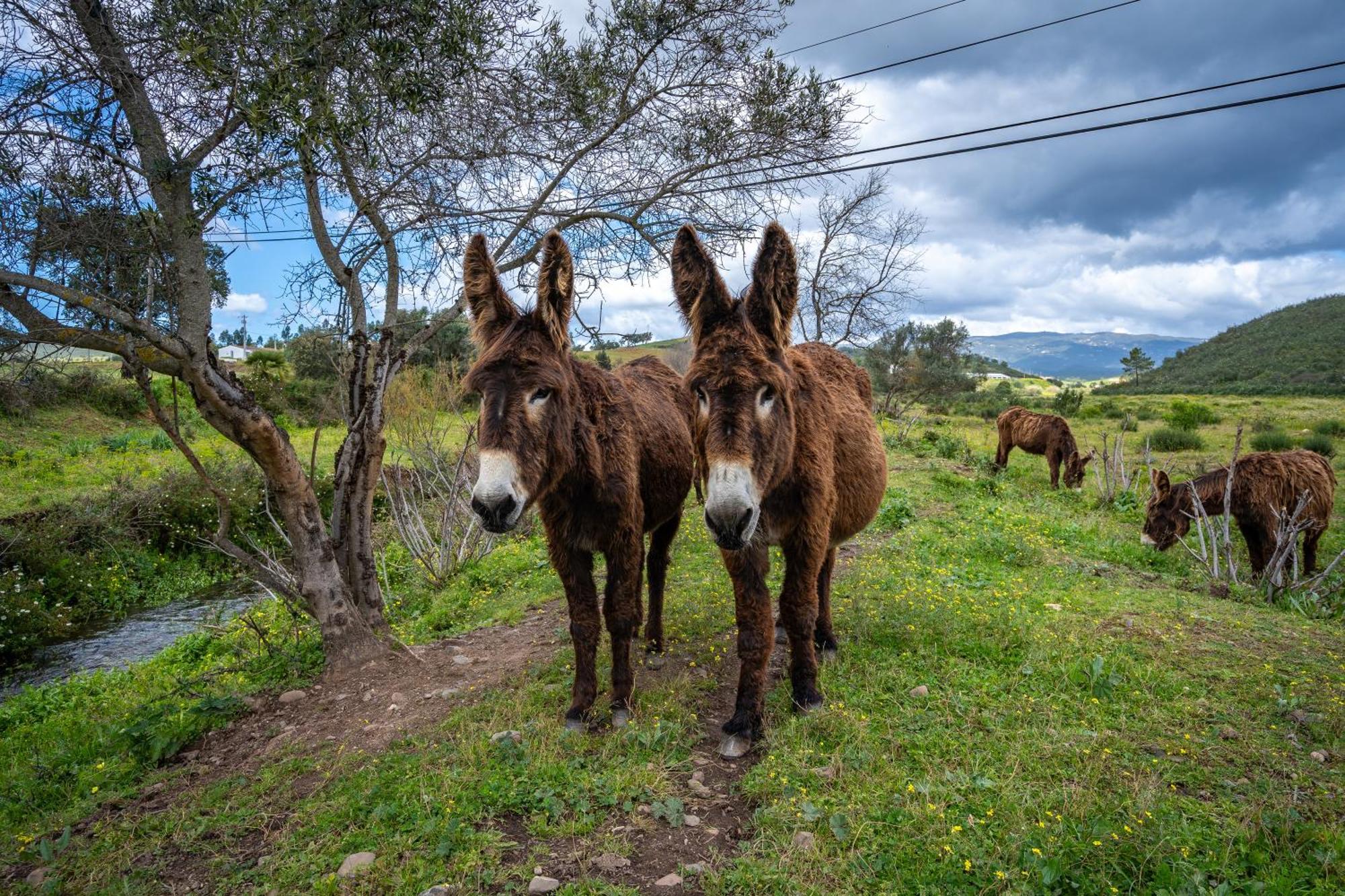 Burro Ville By Host Wise Portimão Exteriér fotografie